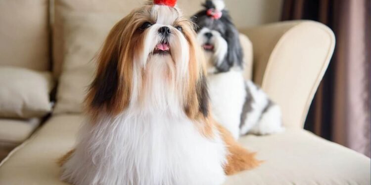 Shih Tzu Puppies