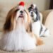 Shih Tzu Puppies