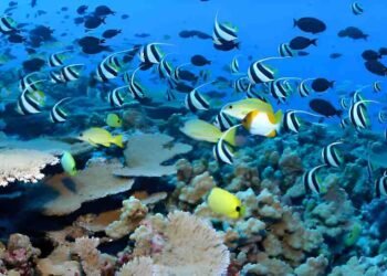 Marine Life