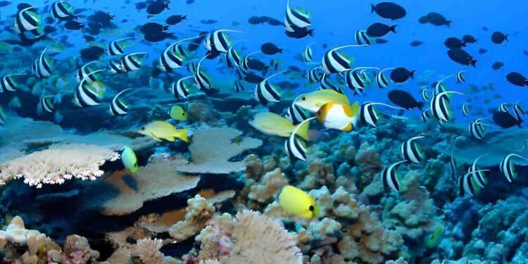 Marine Life