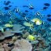Marine Life
