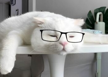 Catturd Twitter