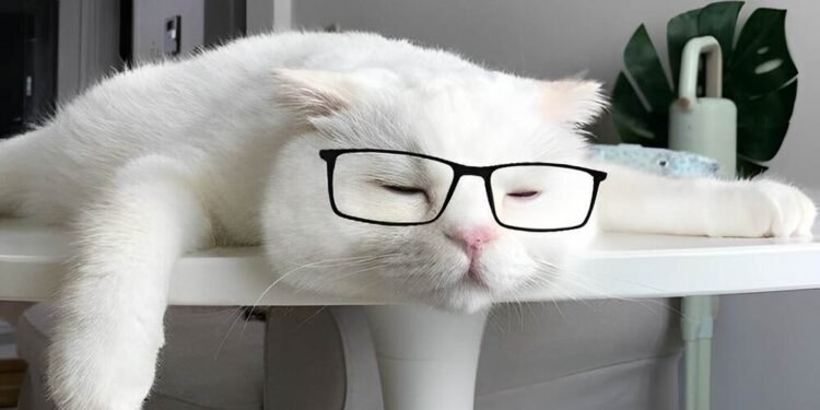 Catturd Twitter