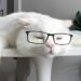 Catturd Twitter
