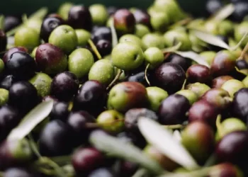 Wellhealthorganic.com11-health-benefits-and-side-effects-of-olives-benefits-of-olives