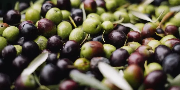 Wellhealthorganic.com11-health-benefits-and-side-effects-of-olives-benefits-of-olives
