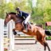 Horse Jumps