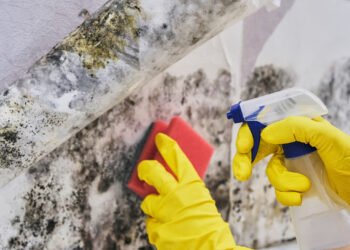 mold removal
