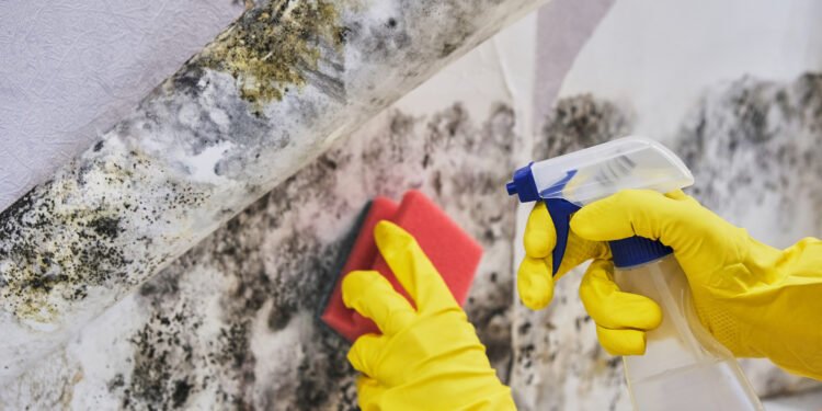 mold removal